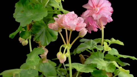 Time Lapse of Opening Pink Geranium Pelargonium Flower Stock Footage 264497035