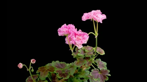 Time Lapse of Opening Pink Geranium Pelargonium Flower Stock Footage 273575508