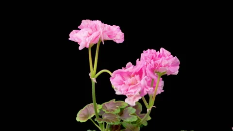 Time Lapse of Opening Pink Geranium Pelargonium Flower Stock Footage 274645960