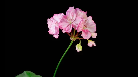 Time Lapse of Opening Pink Geranium Pelargonium Flower Stock Footage 277592836
