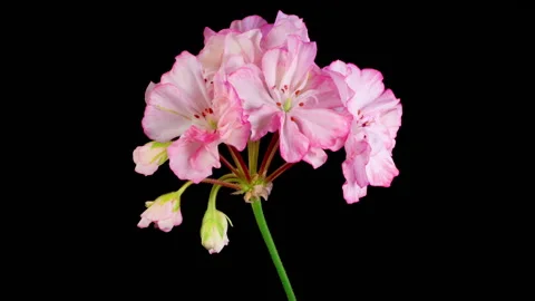 Time Lapse of Opening Pink Geranium Pelargonium Flower Stock Footage 278473744