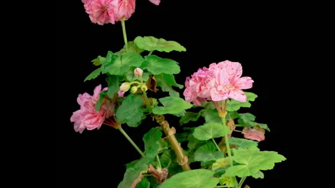Time Lapse of Opening Pink Geranium Pelargonium Flower Stock Footage 279659377