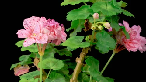 Time Lapse of Opening Pink Geranium Pelargonium Flower Stock Footage 280482512