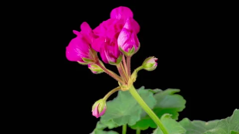 Time Lapse of Opening Pink Geranium Pelargonium Flower Stock Footage 282898638