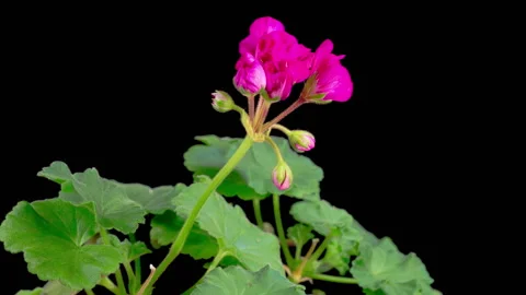 Time Lapse of Opening Pink Geranium Pelargonium Flower Stock Footage 284014028