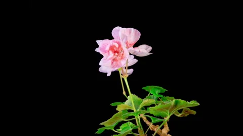 Time Lapse of Opening Pink Geranium Pelargonium Flower Video stock 291841667