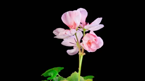 Time Lapse of Opening Pink Geranium Pelargonium Flower Video stock 294355307