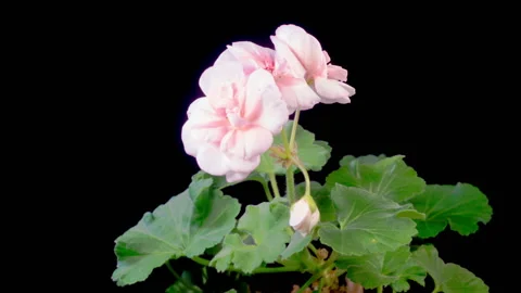 Time Lapse of Opening Pink Geranium Pelargonium Flower Stock Footage 299593987