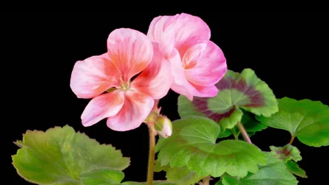Time Lapse of Opening Pink Geranium Pelargonium Flower Stock Footage 303906941