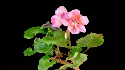 Time Lapse of Opening Pink Geranium Pelargonium Flower Stock Footage 304975793