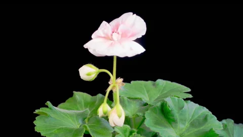 Time Lapse of Opening Pink Geranium Pelargonium Flower Stock Footage 316146230