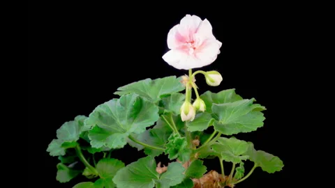 Time Lapse of Opening Pink Geranium Pelargonium Flower Stock Footage 317166794