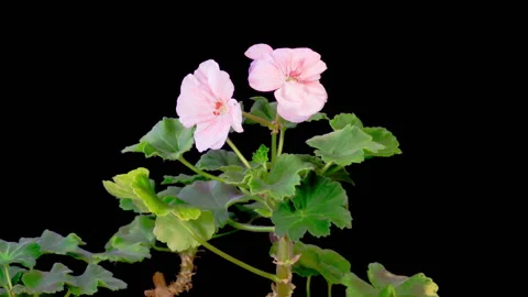 Time Lapse of Opening Pink Geranium Pelargonium Flower Stock Footage 324738669