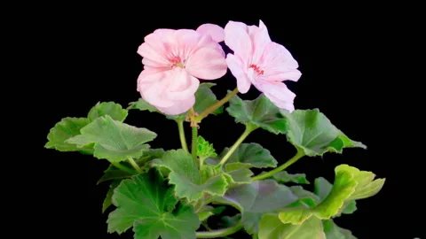 Time Lapse of Opening Pink Geranium Pelargonium Flower Stock Footage 327143664