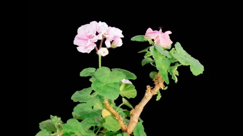 Time Lapse of Opening Pink Geranium Pelargonium Flower Stock Footage 328111062