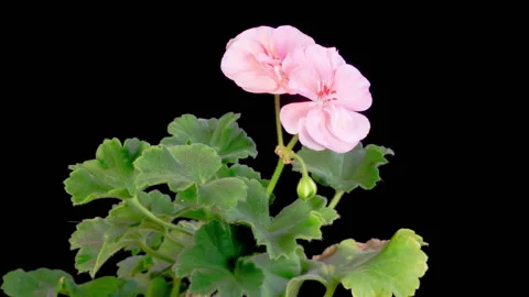 Time Lapse of Opening Pink Geranium Pelargonium Flower Stock-Footage 331806246