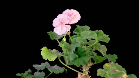 Time Lapse of Opening Pink Geranium Pelargonium Flower Stock-Footage 333127816