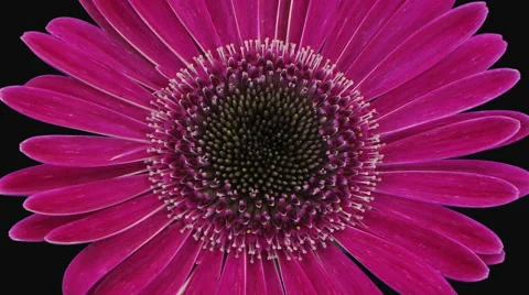 Time-lapse of opening pink gerbera flower in RGB + ALPHA matte format Stock Footage 52948375