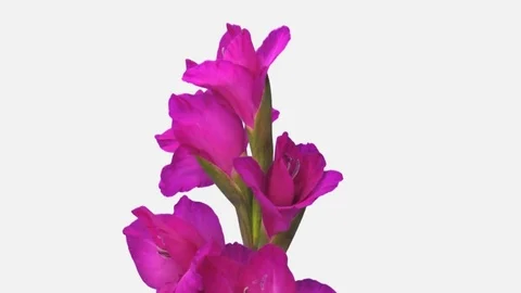 Time-lapse of opening pink gladiolus flower with ALPHA channel Stock Footage 82925809