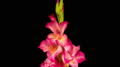 Time lapse of Opening Pink Gladiolus Flower Stock Footage 113922929