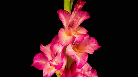 Time lapse of Opening Pink Gladiolus Flower Vídeos de archivo 114565568