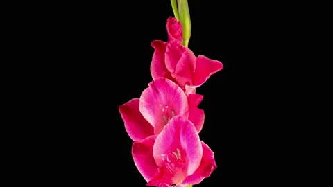 Time lapse of Opening Pink Gladiolus Flower Stockbeeldmateriaal 116888415