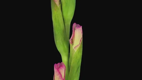 Time-lapse of opening pink gladiolus flower in RGB + ALPHA matte format Stock Footage 127409696