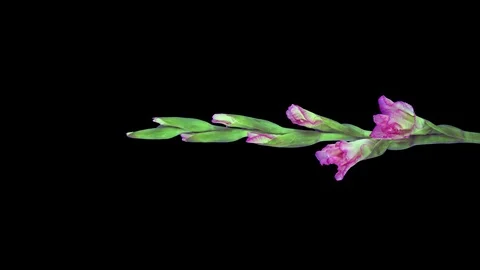 Time-lapse of opening pink gladiolus flower with ALPHA, vertical Stock Footage 127488102