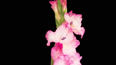 Time lapse of Opening Pink Gladiolus Flower Vídeos de archivo 158806954