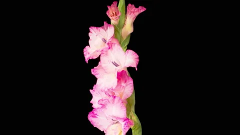 Time lapse of Opening Pink Gladiolus Flower 库存影片 159234269