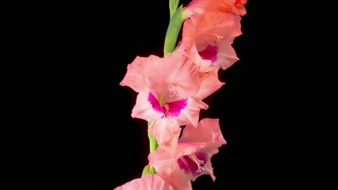 Time lapse of Opening Pink Gladiolus Flower Stock Footage 161493866