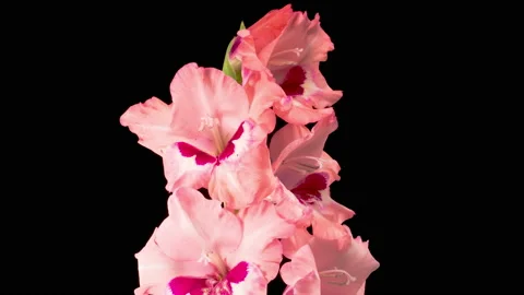 Time lapse of Opening Pink Gladiolus Flower Vídeos de archivo 163537308
