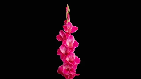 Time Lapse of Opening Pink Gladiolus Flower Stock Footage 200922743