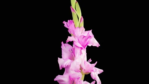 Time Lapse of Opening Pink Gladiolus Flower Stock Footage 220611759