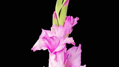 Time Lapse of Opening Pink Gladiolus Flower Stock Footage 222033126