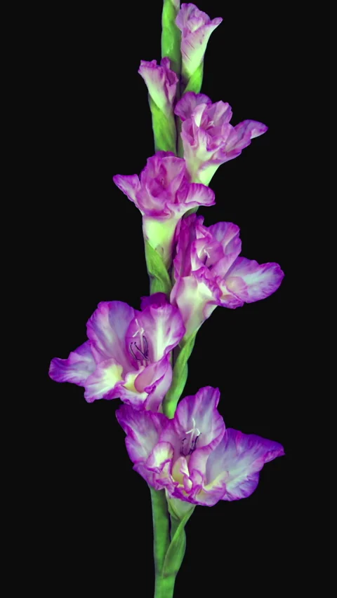 Time lapse of opening pink gladiolus flower, vertical orientation Stock-Footage 302385684