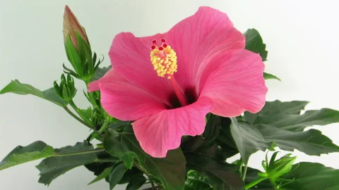 Time lapse of opening pink hibiscus flower Stock Footage 296154609