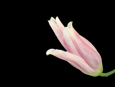 Time-lapse of opening pink lily 17 with alpha transparency (Film 2K) Stock Footage 1057643