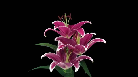 Time-lapse of opening pink lily in RGB + ALPHA matte format Stock Footage 51114565