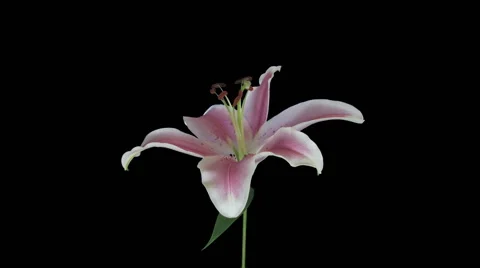 Time-lapse of opening pink lily in RGB + ALPHA matte format Stock Footage 61847786