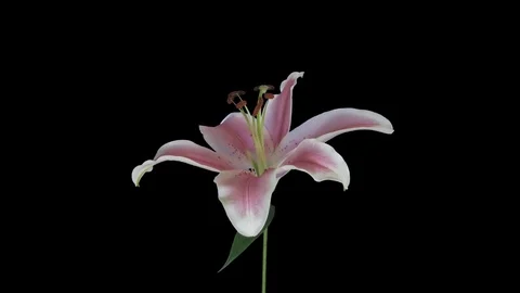 Time-lapse of opening pink lily with ALPHA channel Stock Footage 84004922