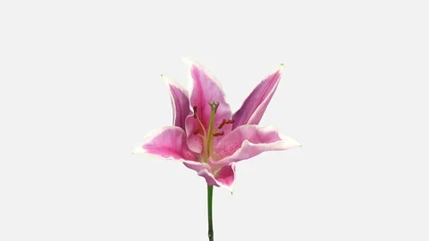 Time-lapse of opening pink lily with ALPHA channel Stock Footage 86803320