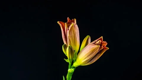 Time-lapse of opening pink lily alpha channel Stock Footage 104019912