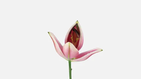 Time-lapse of opening pink lily with ALPHA channel Stock Footage 135800419