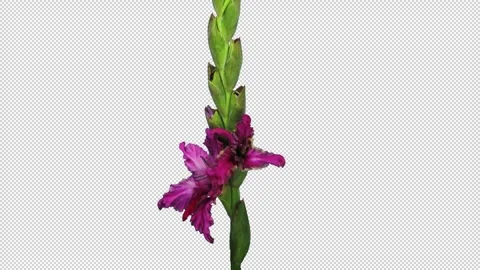 Time lapse of opening pink multicolored gladiolus flower with ALPHA channel Stock Footage 325385574