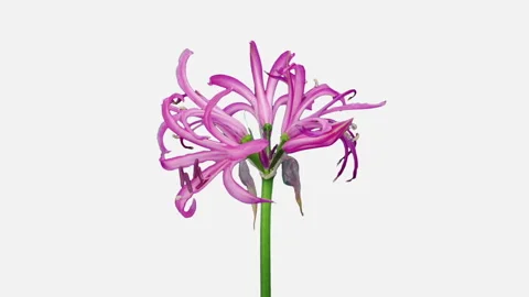 Time lapse of opening pink nerine lily Stock Footage 283323687