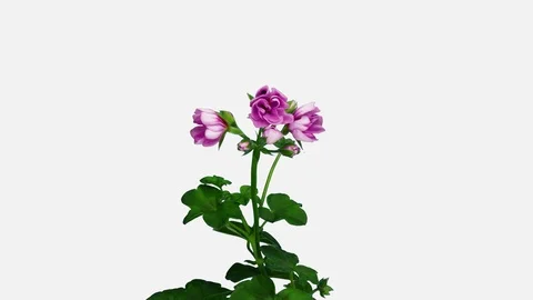 Time-lapse of opening pink Pelargonium, 4K with ALPHA channel Stock Footage 100182821