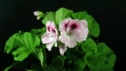 Time lapse of opening pink pelargonium Stock Footage 311295435