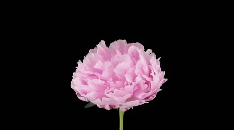 Time-lapse of opening pink peony in RGB + ALPHA matte format Stock Footage 50488922