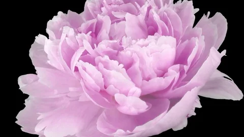 Time-lapse of opening pink Peony flower 2d1 with ALPHA channel Stock Footage